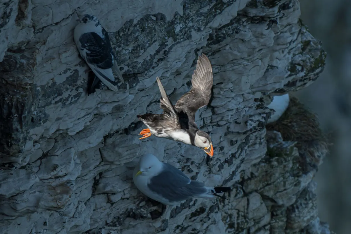 How to Spot Puffins on a UK Island: A Seasonal Guide for Beginners